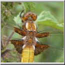 Libellula depressa - Plattbauch jung m03.jpg